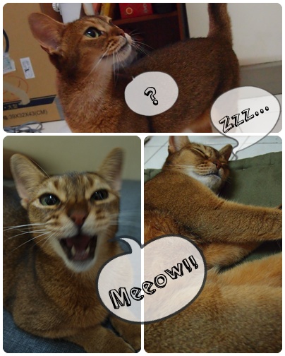 Mimi Mimi