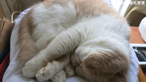 星期天亂聊IMG_0004