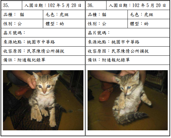 cat052010 cat052010