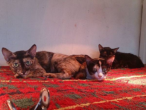 2013-11-16 10.39.17.jpg