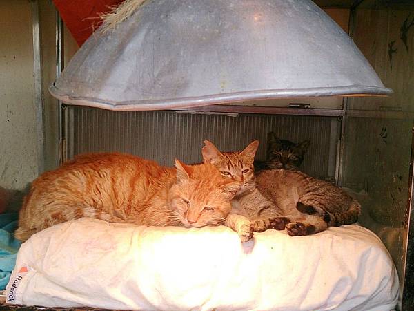 2014-03-22 11.07.06.jpg 2014-03-22 11.07.06.jpg