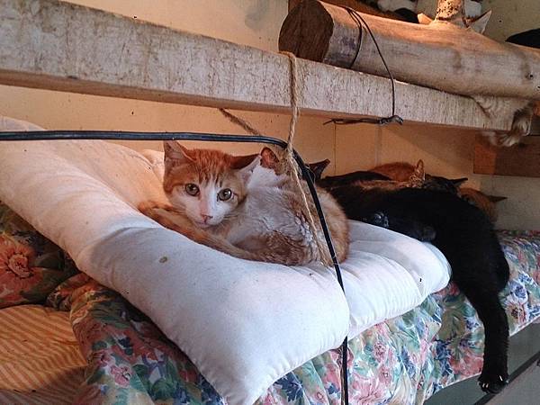 2014-03-22 11.07.55.jpg 2014-03-22 11.07.55.jpg