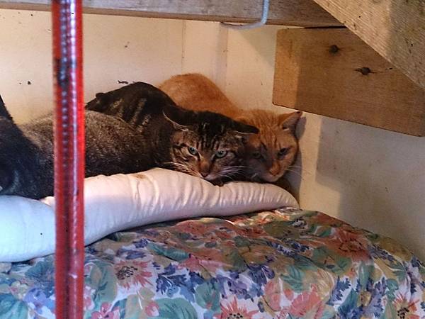 2014-03-22 11.10.16.jpg 2014-03-22 11.10.16.jpg