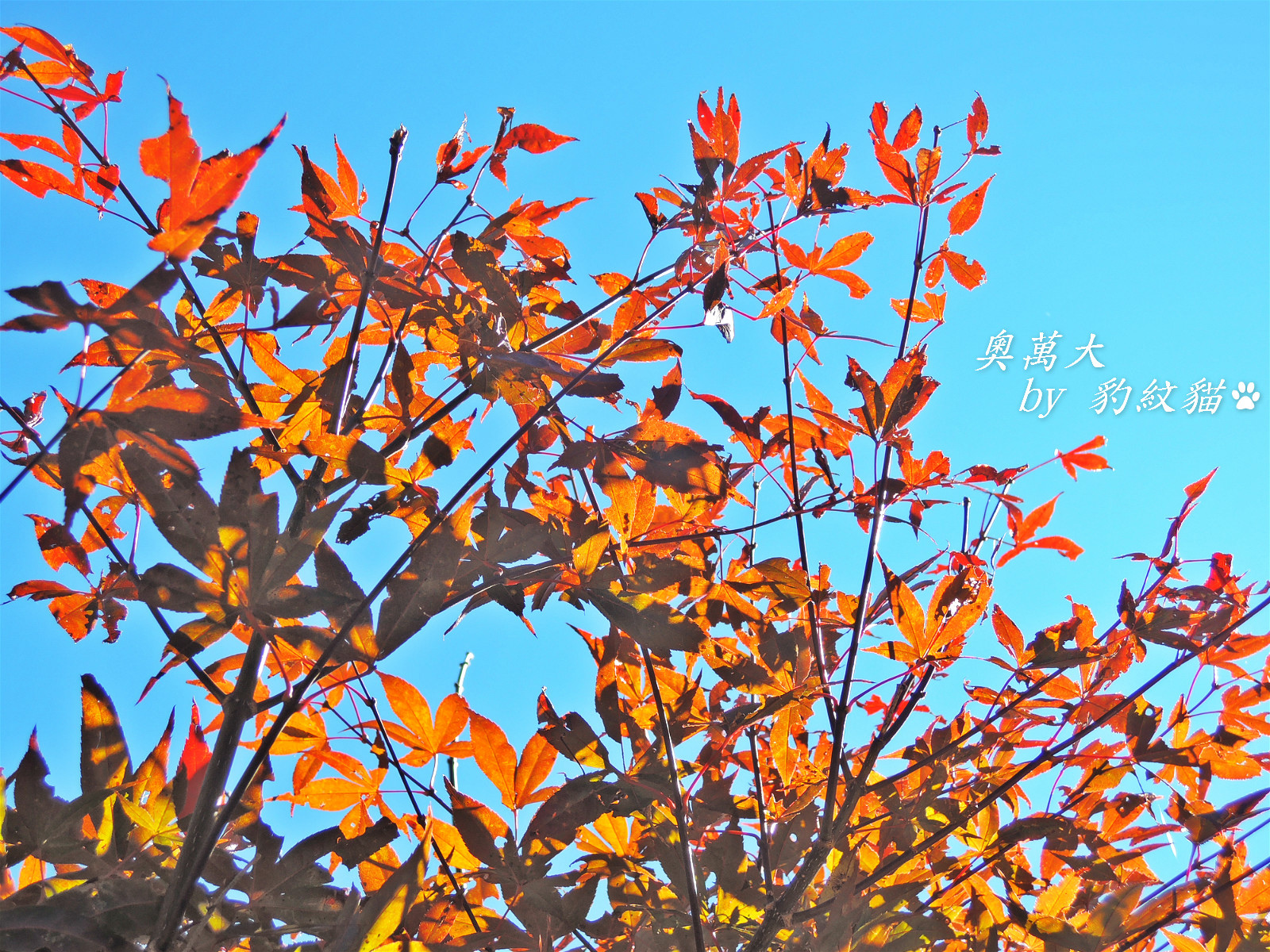 DSCN9772_meitu_12 DSCN9772_meitu_12