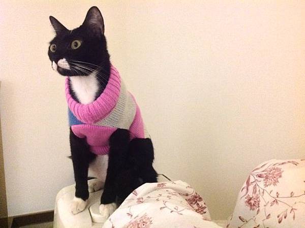 【貓樂園】穿毛衣