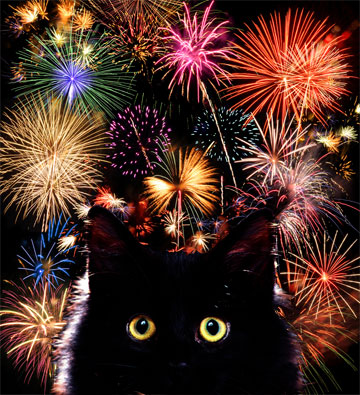 cats-hate-fireworks