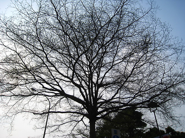 IMG_8009 枯枝等待發新芽_resize.JPG IMG_8009 枯枝等待發新芽_resize.JPG