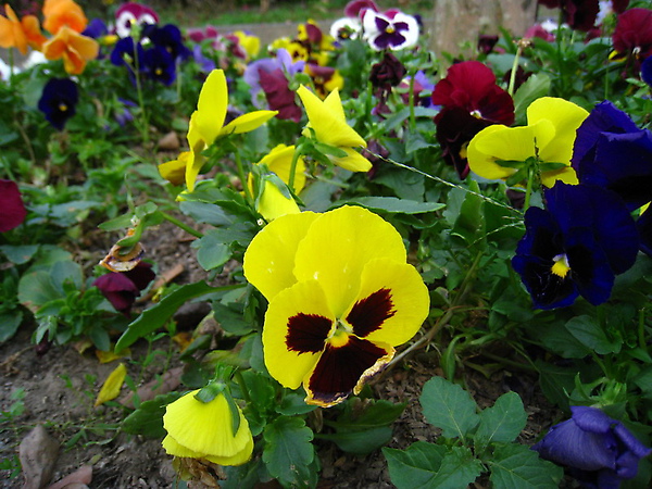 IMG_8035 繁花錦簇_resize.JPG IMG_8035 繁花錦簇_resize.JPG
