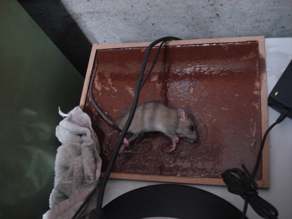 DSC00993.JPG DSC00993.JPG