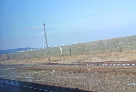 一排不怕火車的鳥