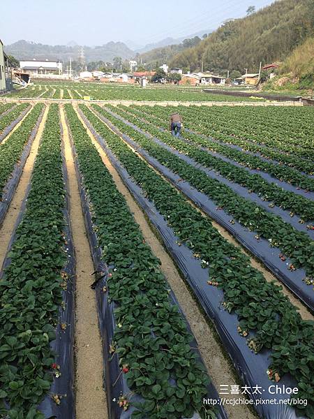 苗栗 大湖採草莓 (上集) 私房景點分享 苗栗 大湖採草莓 (上集) 私房景點分享
