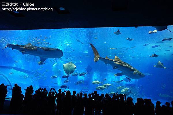 沖繩。自駕親子遊