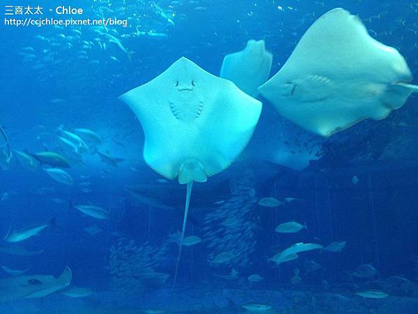 沖繩。自駕親子遊