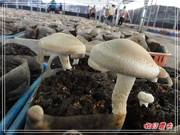 百菇莊DSC02675.jpg 百菇莊DSC02675.jpg