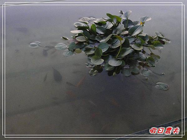 貓的城堡DSC05677.jpg 貓的城堡DSC05677.jpg