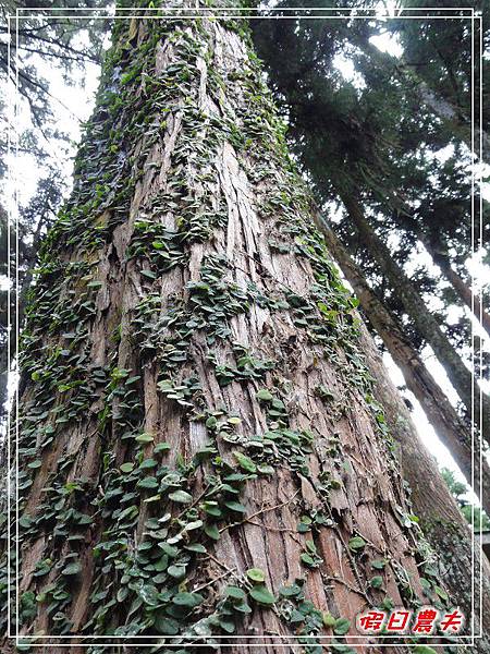 溪頭一日遊DSC03795.jpg