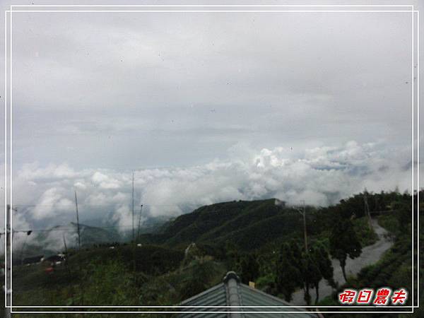 溪頭一日遊DSC03857.jpg