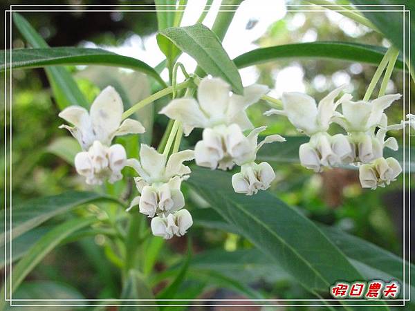 唐棉及樺斑蝶DSC09892.jpg 唐棉及樺斑蝶DSC09892.jpg