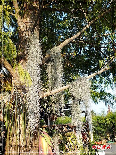 菁芳園DSCF4351.jpg 菁芳園DSCF4351.jpg