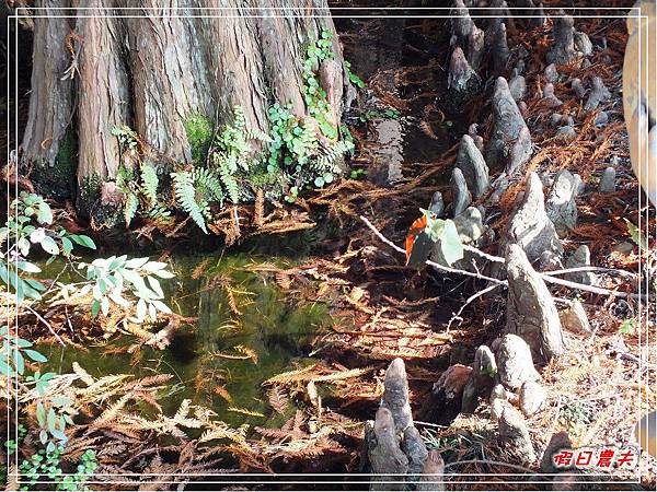 菁芳園DSCF4216.jpg 菁芳園DSCF4216.jpg