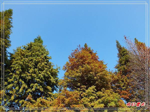 菁芳園DSCF4223.jpg 菁芳園DSCF4223.jpg