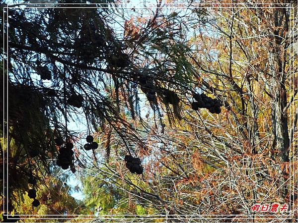 菁芳園DSCF4243.jpg 菁芳園DSCF4243.jpg