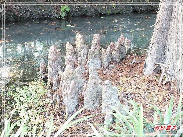 菁芳園DSCF4289.jpg 菁芳園DSCF4289.jpg