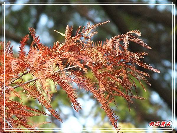 菁芳園DSCF4297.jpg 菁芳園DSCF4297.jpg