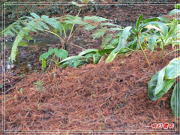 菁芳園DSCF4323.jpg 菁芳園DSCF4323.jpg