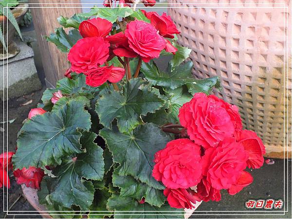 菁芳園DSCF4333.jpg 菁芳園DSCF4333.jpg