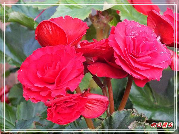 菁芳園DSCF4334.jpg 菁芳園DSCF4334.jpg