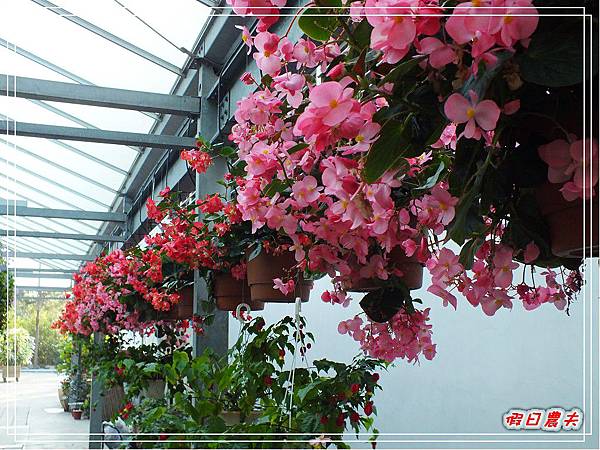 菁芳園DSCF4337.jpg 菁芳園DSCF4337.jpg