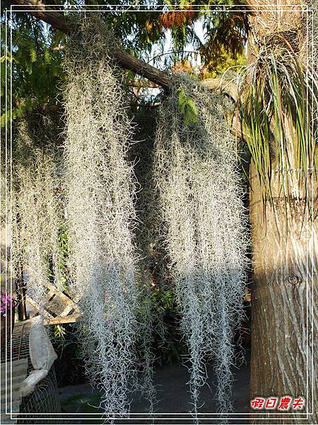 菁芳園DSCF4350.jpg 菁芳園DSCF4350.jpg