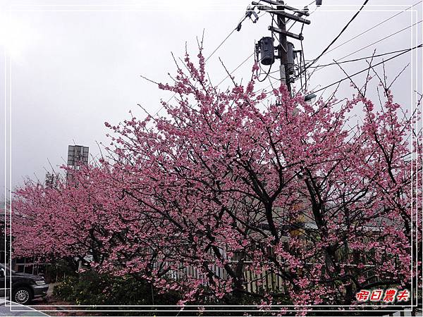 禾豐農場DSC08512.jpg 禾豐農場DSC08512.jpg