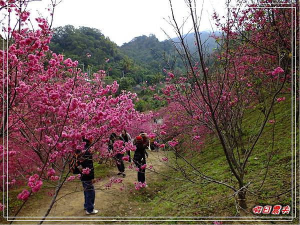 櫻花林DSCF8568.jpg