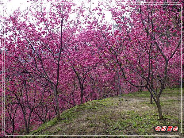 櫻花林DSCF8570.jpg