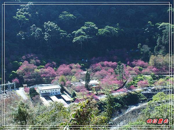 萬大賞櫻DSCF8198 萬大賞櫻DSCF8198