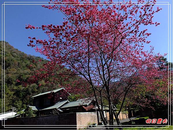 萬大賞櫻DSCF8244 萬大賞櫻DSCF8244