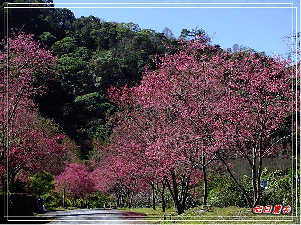 萬大賞櫻DSCF8248 萬大賞櫻DSCF8248