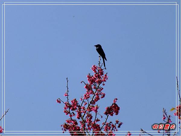 萬大賞櫻DSCF8249 萬大賞櫻DSCF8249