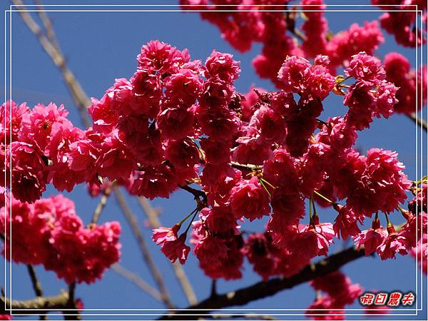 萬大賞櫻DSCF8258 萬大賞櫻DSCF8258