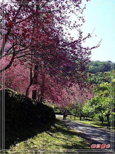萬大賞櫻DSCF8267 萬大賞櫻DSCF8267