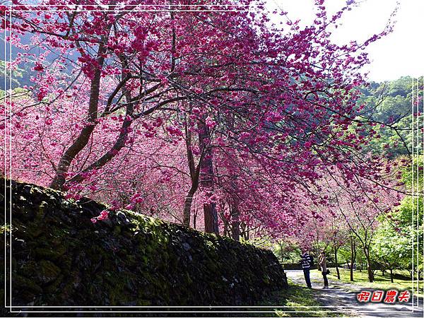 萬大賞櫻DSCF8268 萬大賞櫻DSCF8268