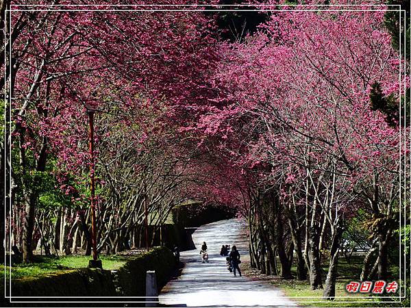 萬大賞櫻DSCF8295 萬大賞櫻DSCF8295