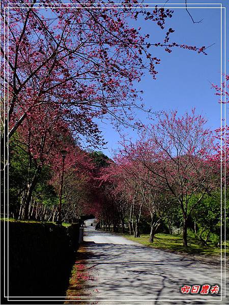 萬大賞櫻DSCF8297 萬大賞櫻DSCF8297