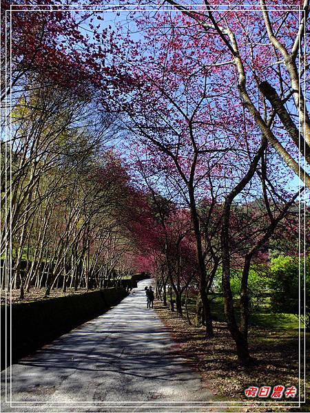 萬大賞櫻DSCF8299 萬大賞櫻DSCF8299