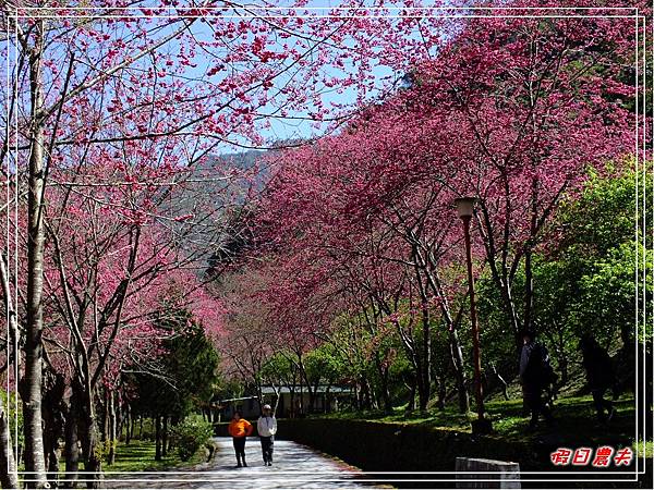 萬大賞櫻DSCF8301 萬大賞櫻DSCF8301