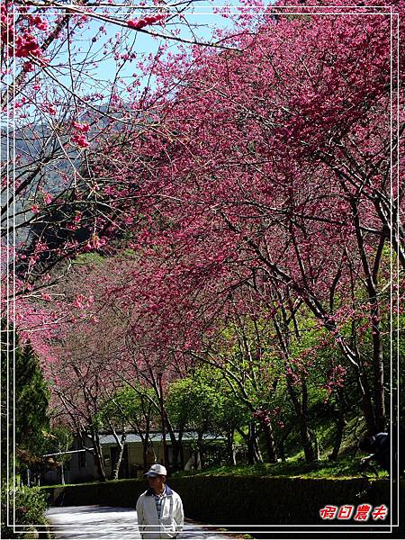 萬大賞櫻DSCF8302 萬大賞櫻DSCF8302