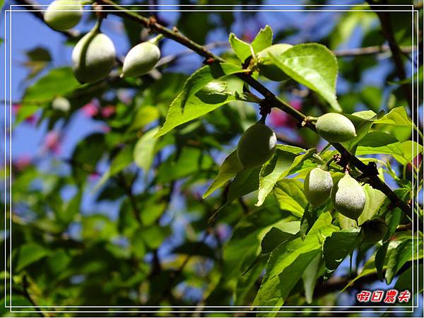 萬大賞櫻DSCF8303 萬大賞櫻DSCF8303