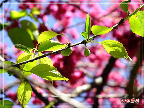 萬大賞櫻DSCF8304 萬大賞櫻DSCF8304